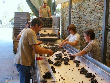 3分鐘,帶你了解紅葡萄酒制作過程