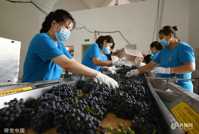 棗莊葡萄園豐收季 工人采摘忙，葡萄酒加工正當時
